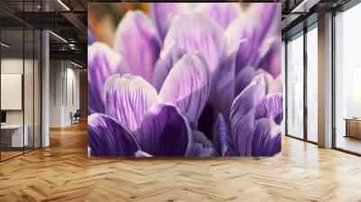 White crocus flowers with purple stripes on the petals in early spring on a sunny day. Wall mural