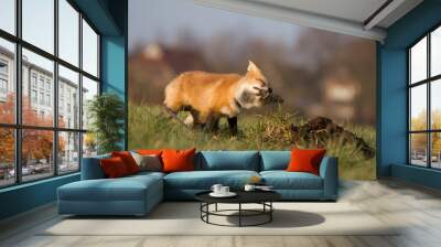 Fuchs Wall mural