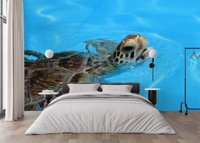 Florida Keys, Florida, United States. A injured sea turtle is hospitalized inside the Turtle hospital on Marathon island. Wall mural