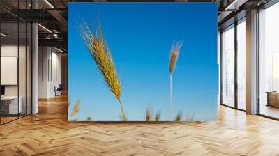 Horizontal View of Close Up of Hears of Wheat on Blue Sky Background. Wall mural