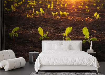 Small seedlings grow in the newly cultivated soil Wall mural