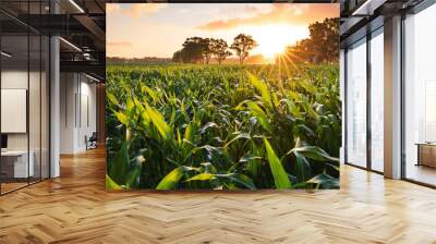 View of a corn field at the sunset Wall mural