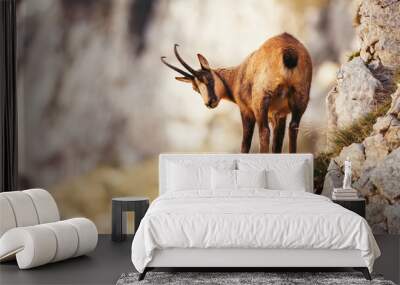 Wild chamois in Abruzzo, Apennines, Italy Wall mural