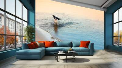 happy springer spaniel jumping out of water on beach coast at sunset with blue and yellow reflections in the ocean Wall mural