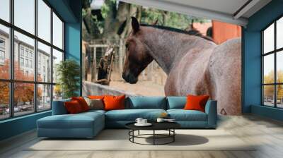 horse in stable Wall mural