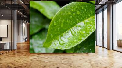 Green leaves with dew drops in the background, symbolizing the freshness and purity of nature, reflecting ecology and harmony Wall mural