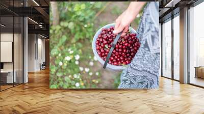 ripe juicy organic cherry berries close-up, harvesting of an agricultural plant of cherry or sweet cherry, manual berry picking, gardener worker Wall mural