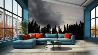 Dark silhouettes of high pines and spruces from below upwards on background of cloudy sunset sky with copy space. Coniferous trees close up in grayscale. Eerie atmospheric monochrome landscape. Wall mural