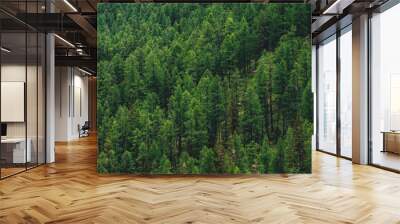 Detailed texture of conifer forest on hill close up. Background of tree tops on mountainside. Cones of conifer trees on steep slope with copy space. Wall mural