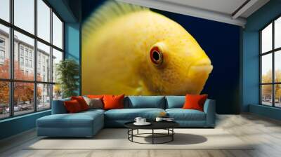 Heros severus in a home aquarium. Yellow fish. Wall mural