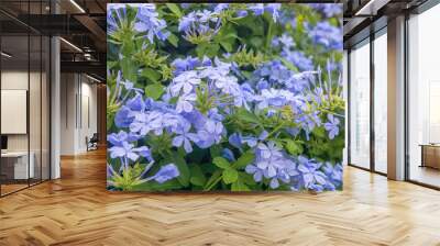 Plumbago europaea, also known as the common leadwort, is a plant species in the genus Plumbago found in the Mediterranean Basin and Central Asia Wall mural