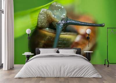 grape snail large Wall mural