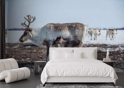 reindeer in the spring, female reindeer with offspring Wall mural