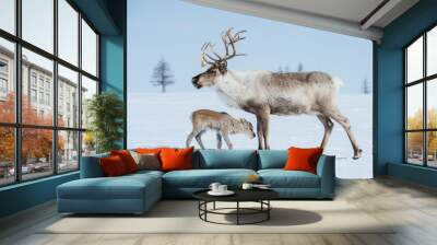 reindeer in the spring, female reindeer with offspring Wall mural