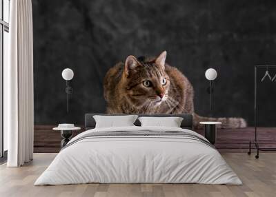 Shorthair gray cat with a big wide face on a black isolated background. A big cat. Wall mural