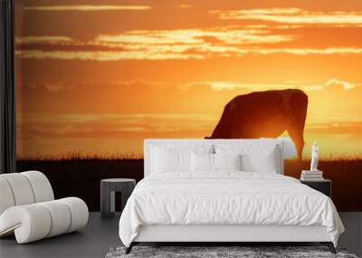 Lonely cow grazing in the setting sun	 Wall mural