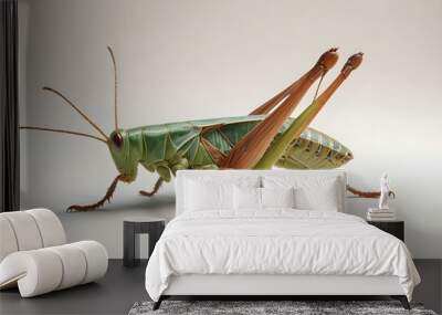 Giant Shield mantis closeup with self defense position on white background Shield mantis closeup Wall mural