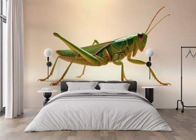 Giant Shield mantis closeup with self defense position on white background Shield mantis closeup Wall mural