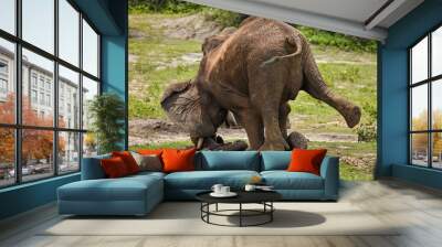 African Elephant digging up mud with tusk Chobe River Front Region Chobe National Park Botswana Africa Wall mural