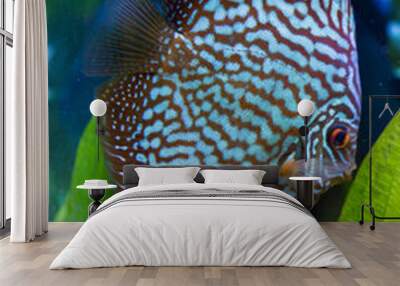 Freshwater tropical discus, Mosaic Turquoise Discus. Wall mural