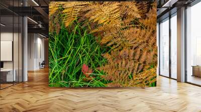 Western Sword Ferns in autumn in the Flathead National Forest, Montana, USA Wall mural