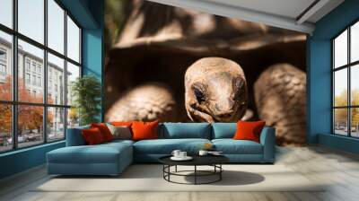 An Aldabra giant tortoise looks out from its shell on Prison Island off Zanzibar, Tanzania.. Wall mural