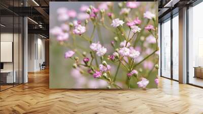 Common gypsophila (Gypsophila paniculata 'Flamingo')  Wall mural