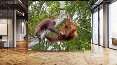 Two Bornean orangutan are fighting. 
The orangutan is a critically endangered species, with deforestation, palm oil plantations, and hunting posing a serious threat to its continued existence Wall mural