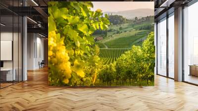 Styrian Tuscany Vineyard at summer sunset, Austria Wall mural