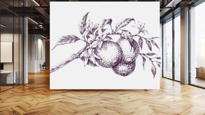 Orange tree branch in bloom, orange fruits and flowers vector hand drawing Wall mural