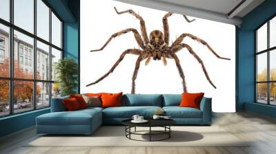 Radiated wolf spider isolated on white background, Hogna radiata Wall mural