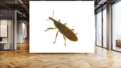 True weevil isolated on white background, Lixus pulverulentus Wall mural