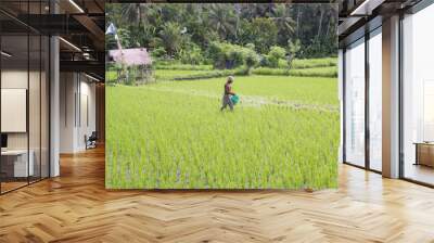 2 June 2013, Bali, Indonesia: Farmer Works On The Paddy Field At Bali, Indonesia. Wall mural