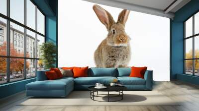 Cute young grey Flemish Giant rabbit, isolated on white background Wall mural