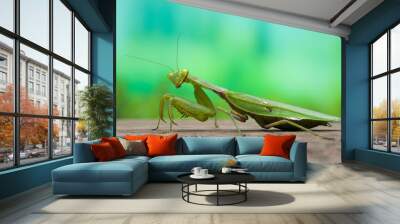 A close up view of a praying mantis on a wood table in the spring. Natural background concept Wall mural