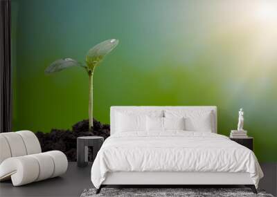 Small tree growing with sunshine. Green world concept Wall mural