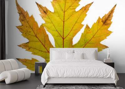 Sycamore tree leaf Wall mural