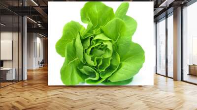 Butter head lettuce vegetable for salad on white back ground Wall mural