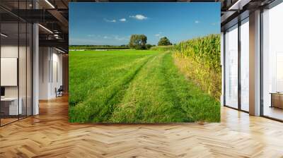 A grassy road by a green meadow and a corn field, Nowiny, Poland Wall mural