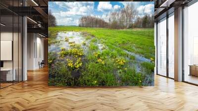 Beautiful wet meadow with marigolds yellow flowers and trees on the horizon, spring view Wall mural