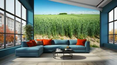 Green wheat field, horizon and blue sky Wall mural