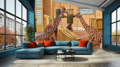  giraffe in zoo Wall mural