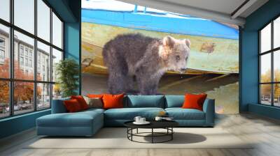 A teenage brown bear walks on the Bank of a Siberian river near the water
 Wall mural