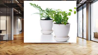 Home plants with green leaves Wall mural