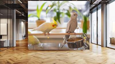 Parrots are sitting on a cage.Cute cockatiels.Cockatiel parrots pets.Parrots are playing.
Caring for pets.Two parrots.Smart bird.Bird with a crest.Cute animal.Funny bird.Parrot looks.Cockatiel.Pet. Wall mural