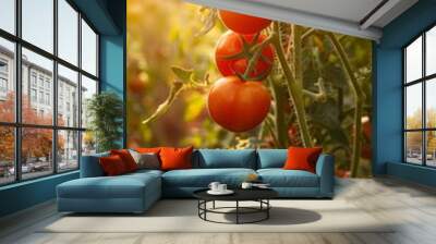 Sunlit tomato vines with ripe red tomatoes in lush garden display seasonal harvest bounty Wall mural