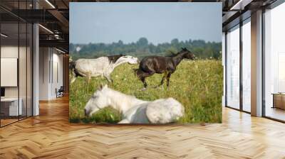 two horses fight in a field Wall mural