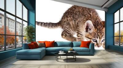 Small kitten Wall mural