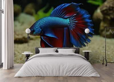 A vibrant blue and red betta fish with long flowing fins, swimming gracefully in a freshwater aquarium. Wall mural