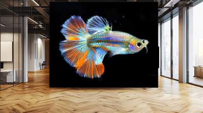 A vibrant guppy showcasing its colorful fins and body against a black background. Wall mural